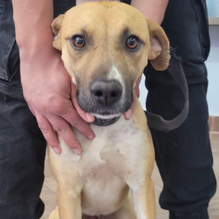 Nicky, Adopted, Adult Female Yellow Labrador Retriever.