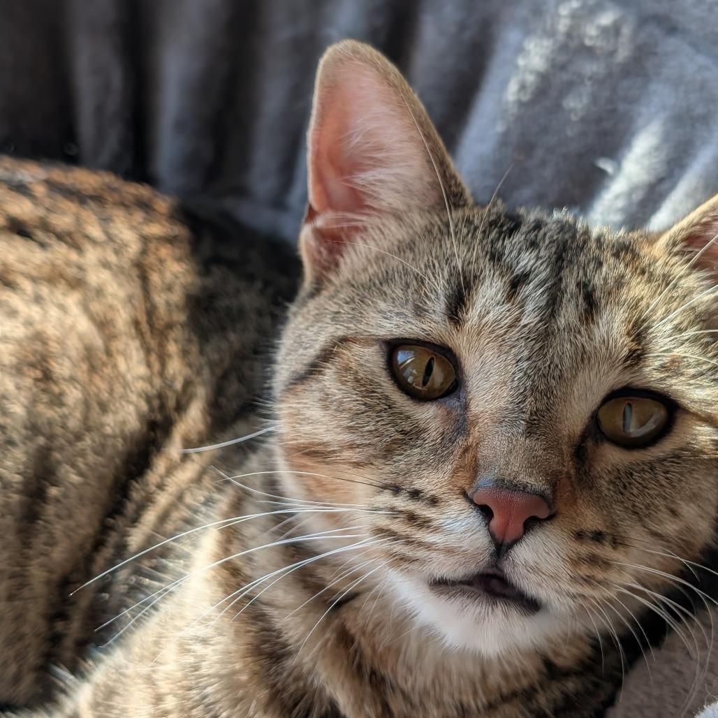 Enlarge Muskrat, a Adoptable Domestic Short Hair in Portage, MI image 1/4