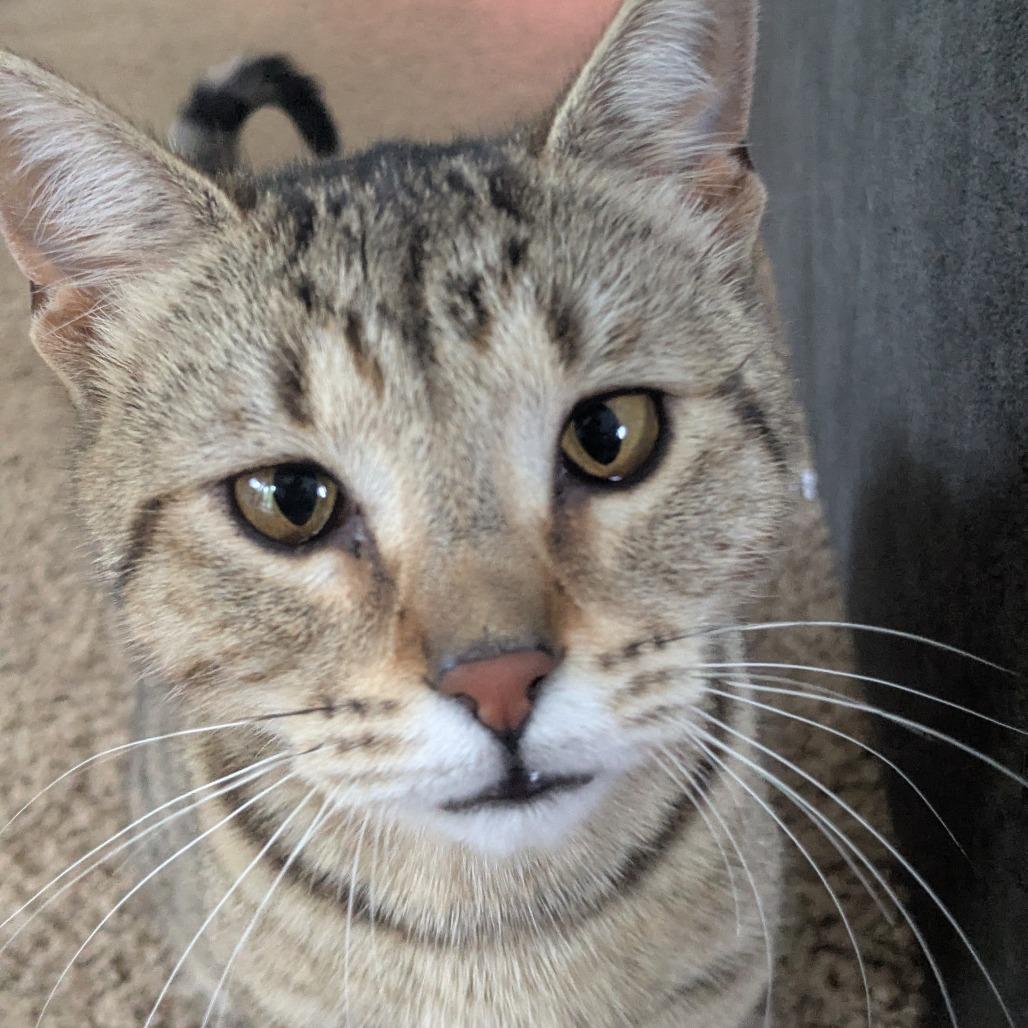Enlarge Muskrat, a Adoptable Domestic Short Hair in Portage, MI image 3/4