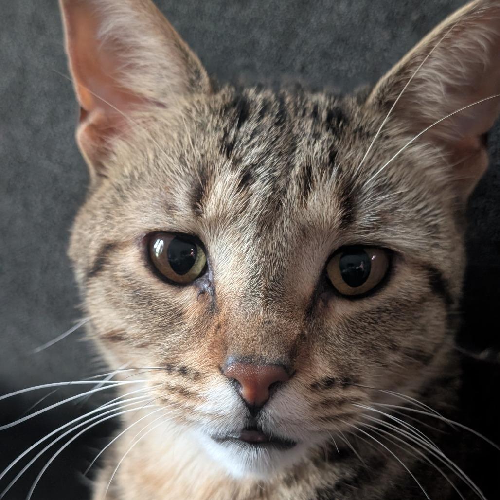 Muskrat, a Adoptable Domestic Short Hair in Portage, MI image 4/5