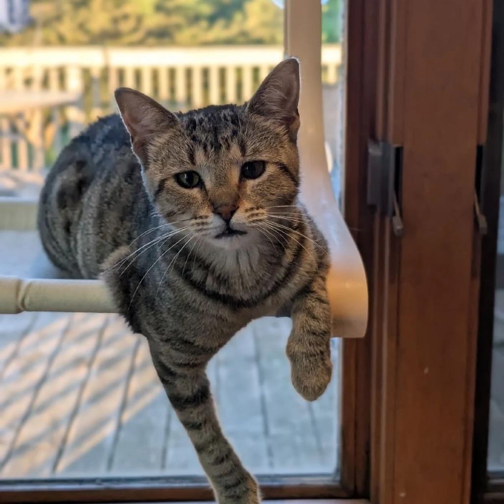Enlarge Muskrat, a Adoptable Domestic Short Hair in Portage, MI image 4/4