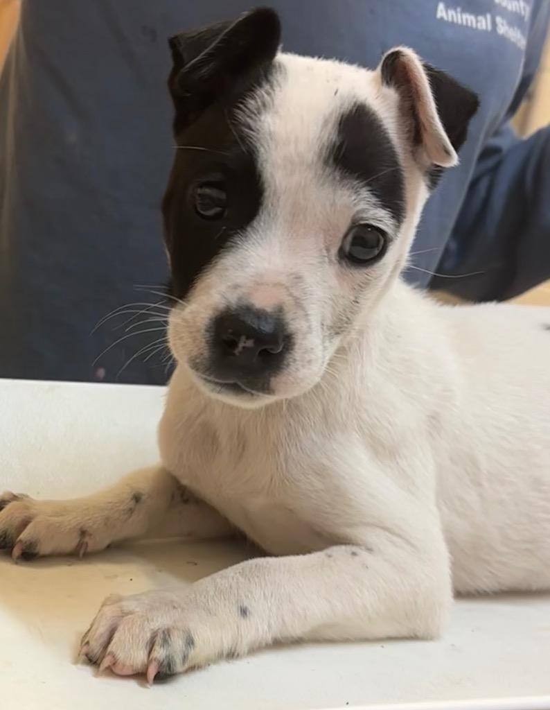 DOMINO photo