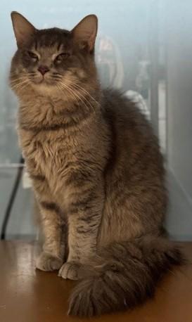 Enlarge Gus Gus, a ADOPTABLE Domestic Long Hair in thomson, GA image 1/1