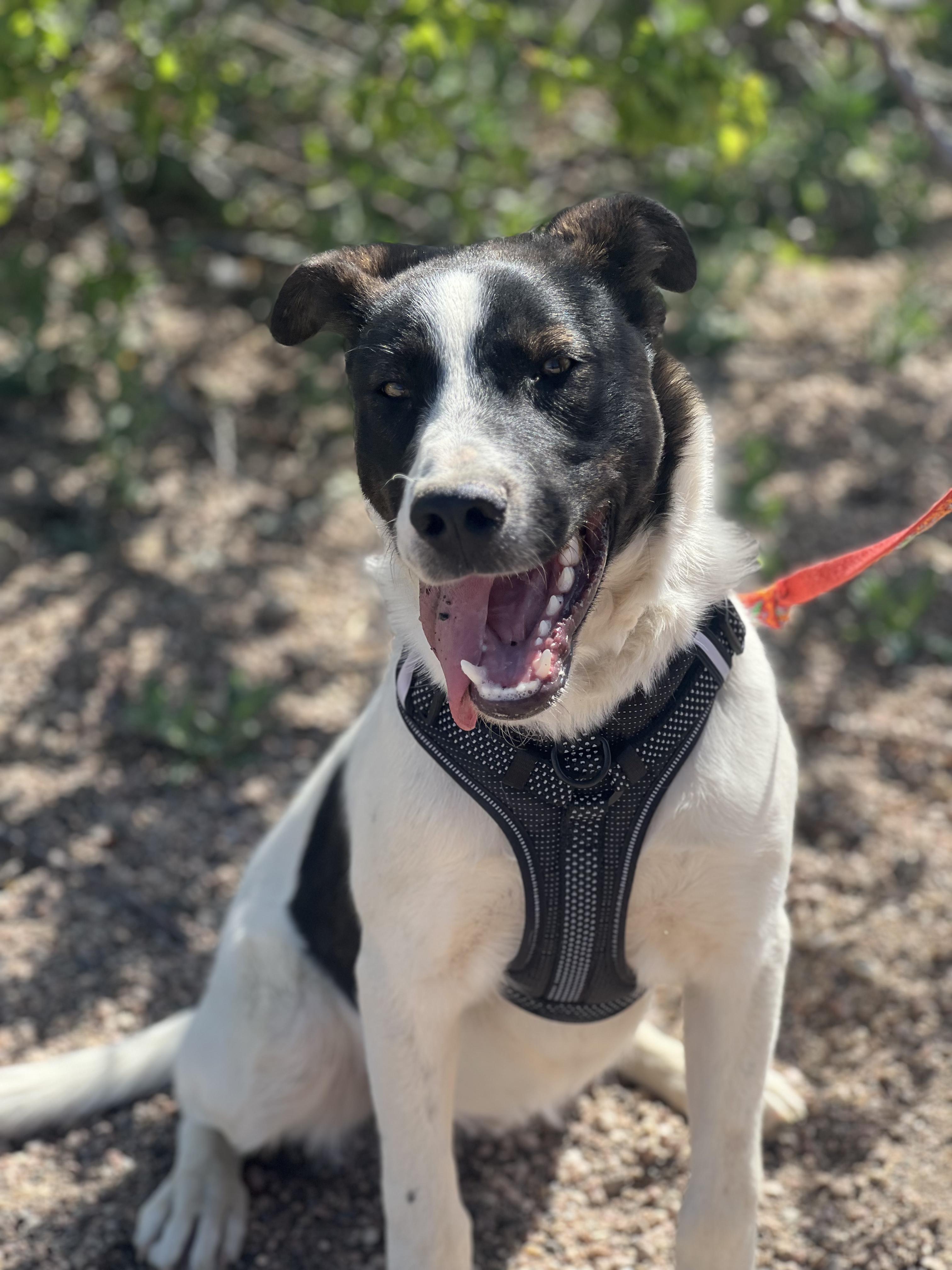 Enlarge 276-26 Duke, a ADOPTABLE mixed breed in Brighton, CO image 2/5
