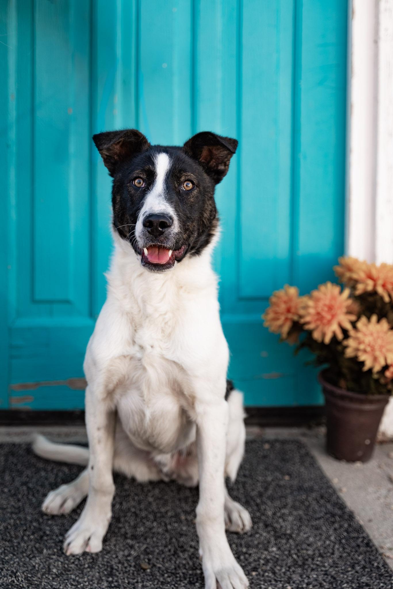 Enlarge 276-26 Duke, a ADOPTABLE mixed breed in Brighton, CO image 5/5