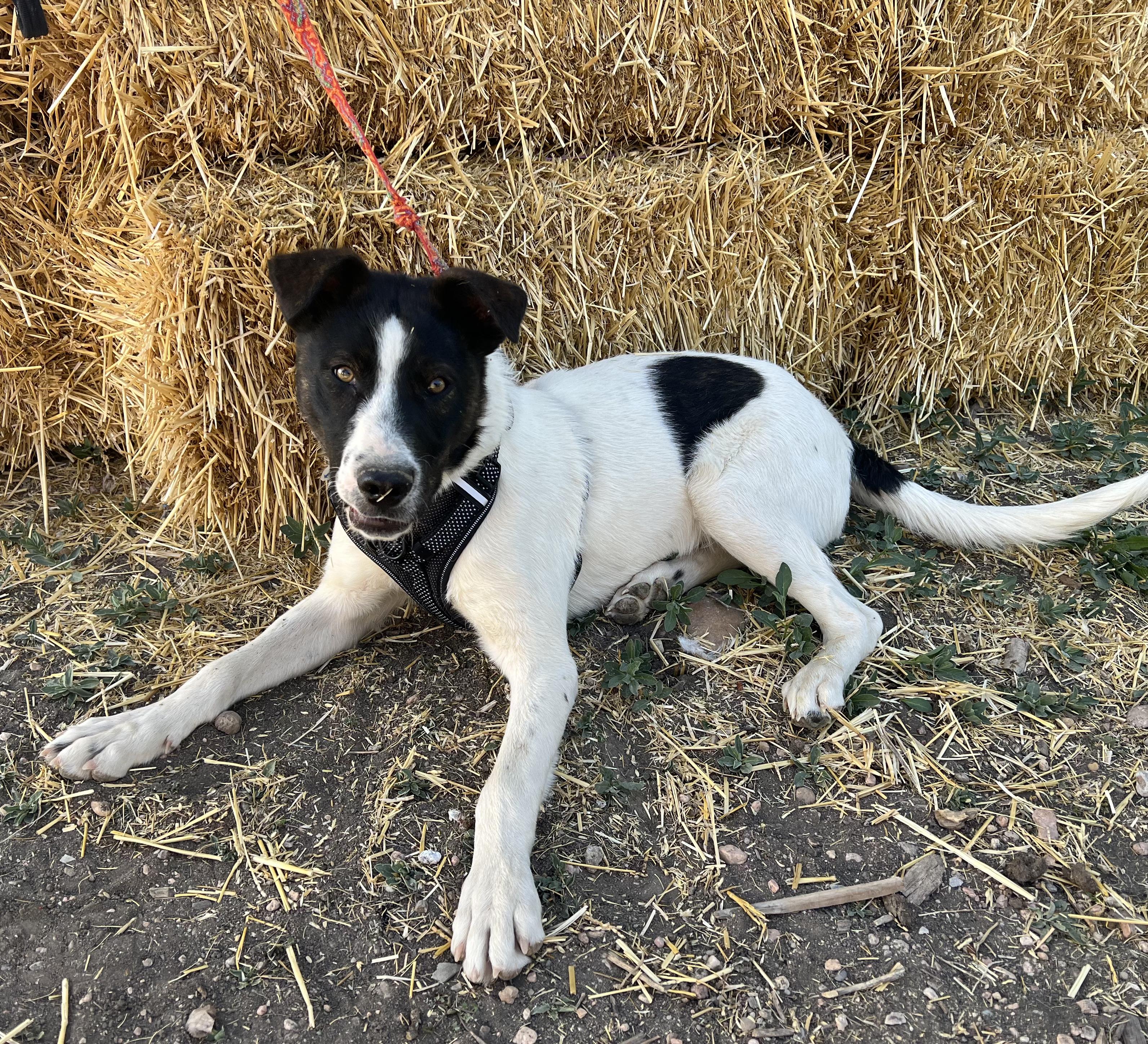 Enlarge 276-26 Duke, a ADOPTABLE mixed breed in Brighton, CO image 4/5