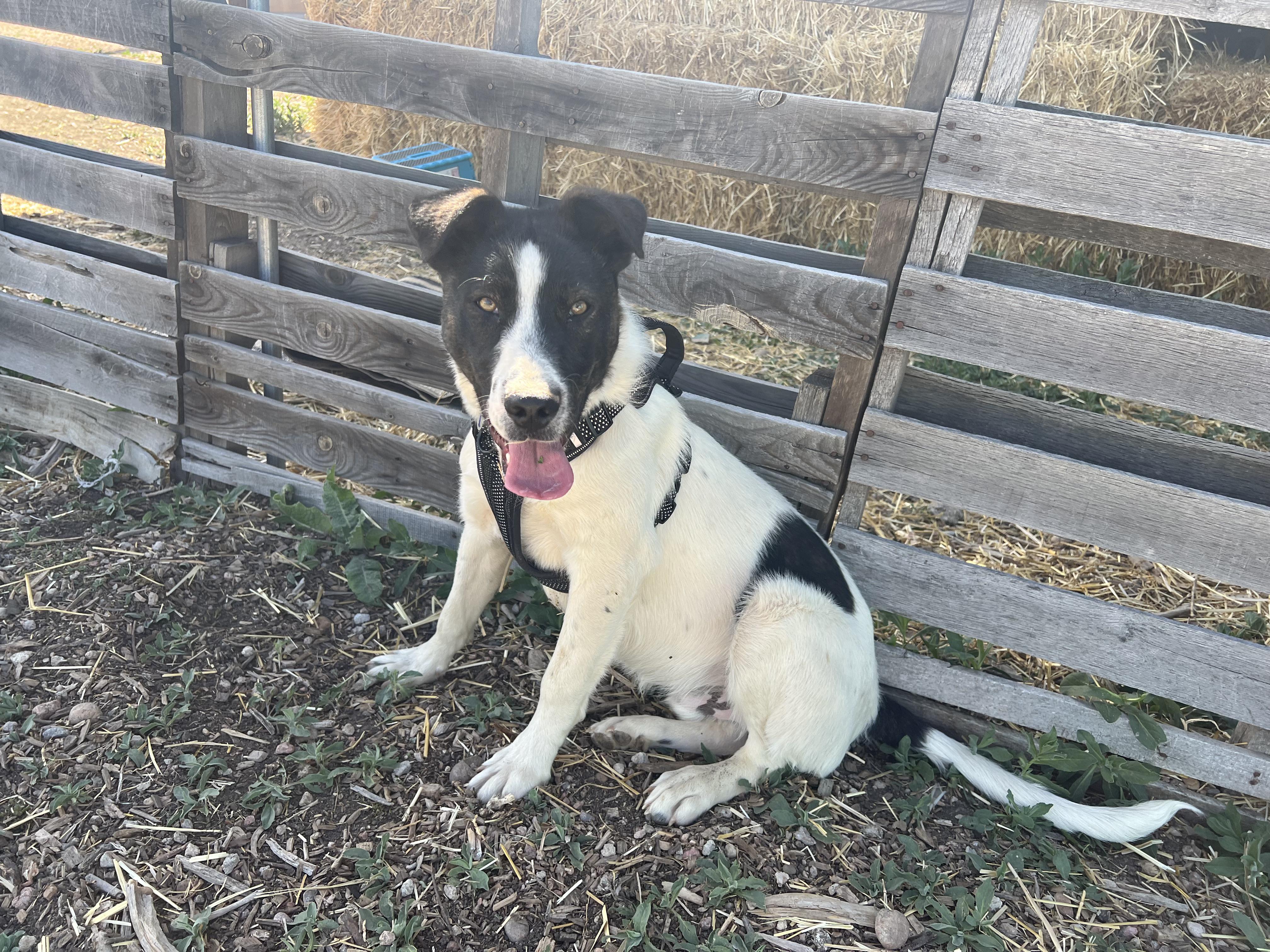 Enlarge 276-26 Duke, a ADOPTABLE mixed breed in Brighton, CO image 3/5