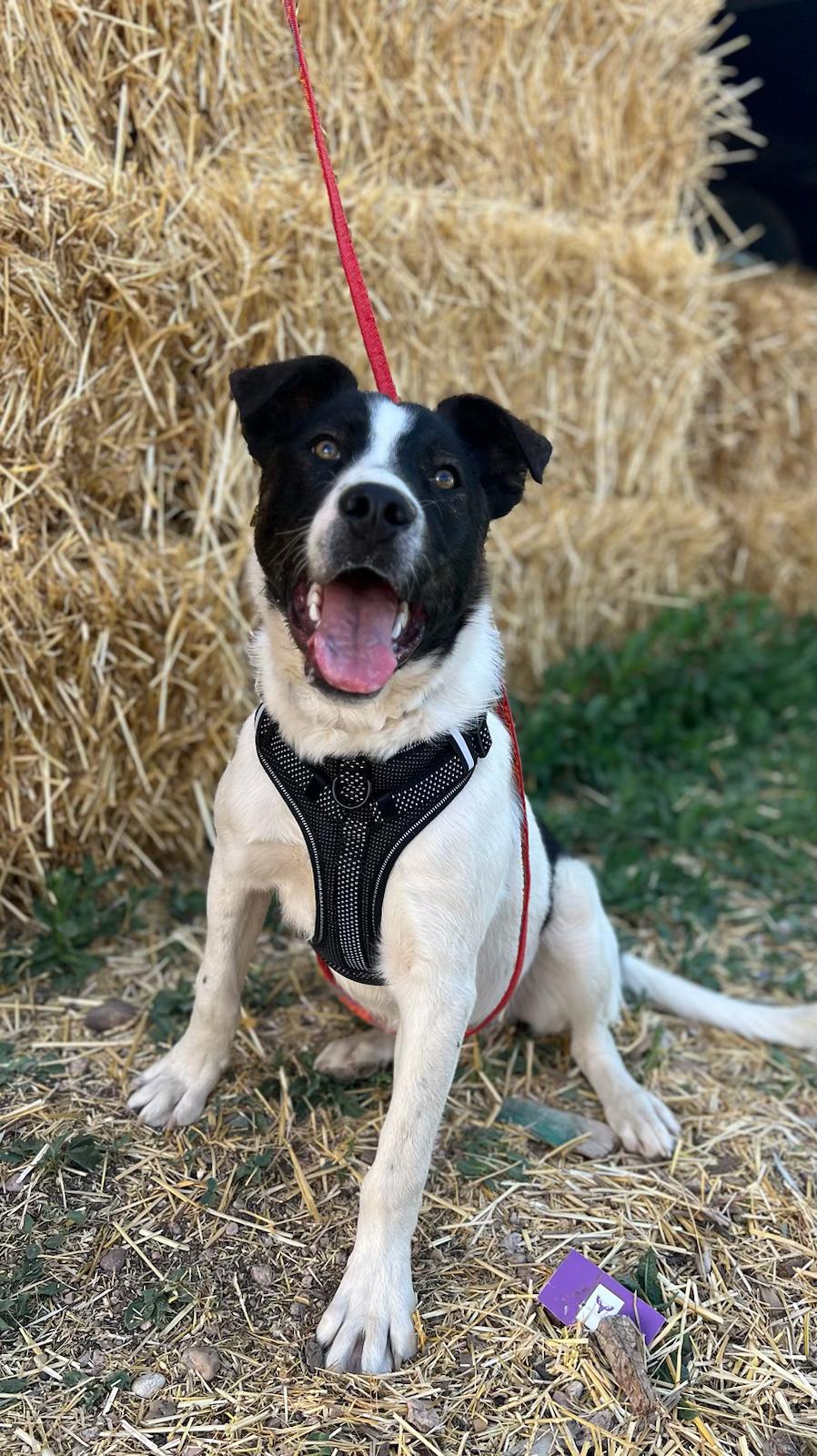 276-26 Duke, ADOPTABLE, Young Male Border Collie.
