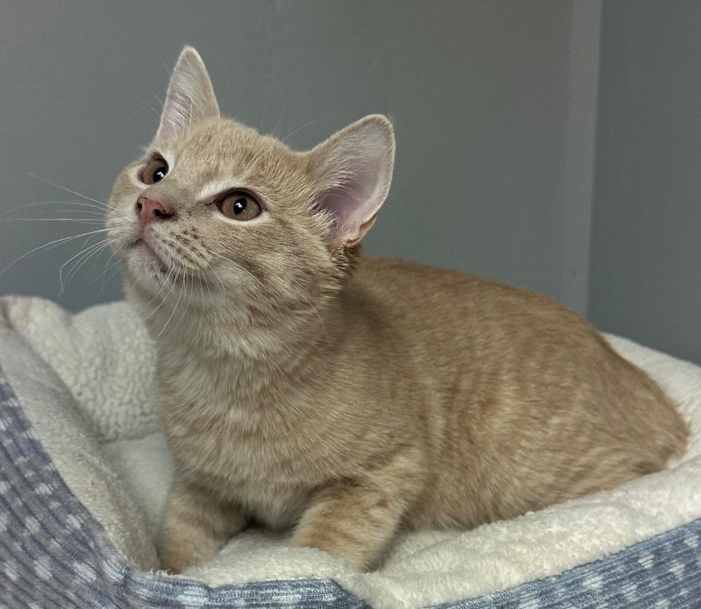 Ali, a Adoptable mixed breed in Waynesville, MO image 1/2