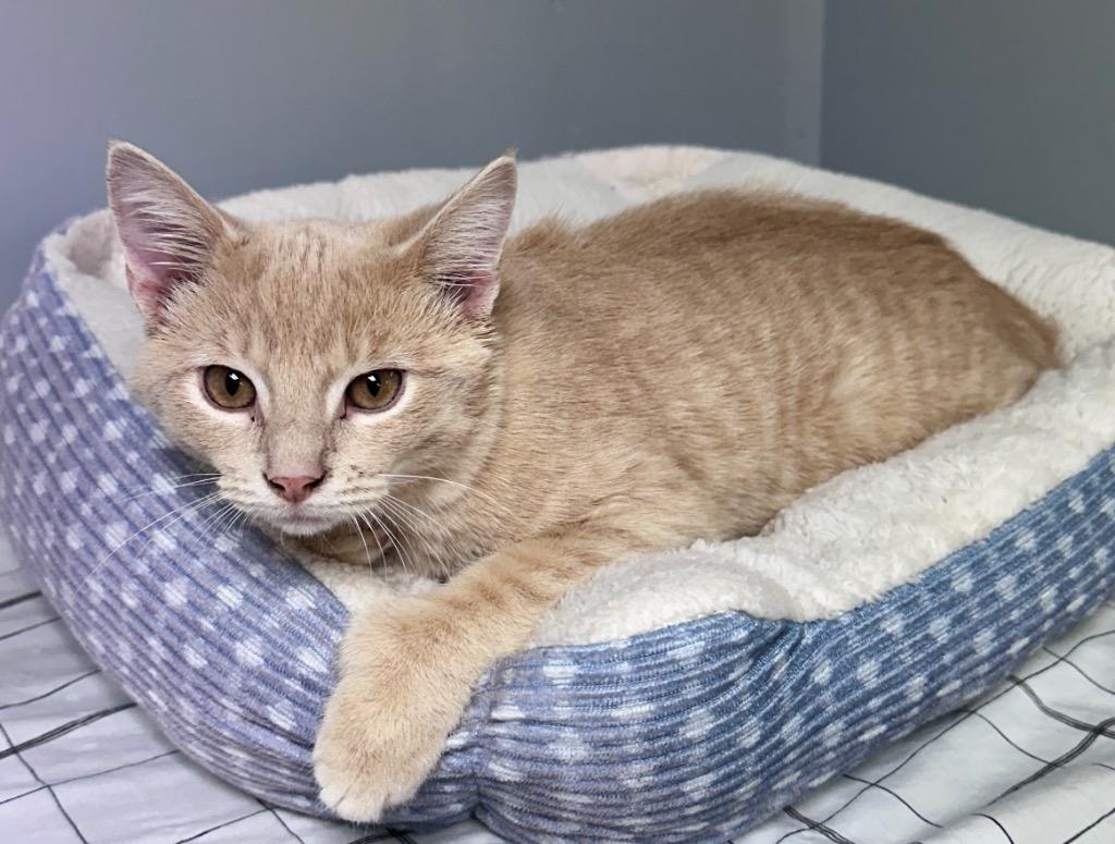 Ali, a Adoptable mixed breed in Waynesville, MO image 2/2