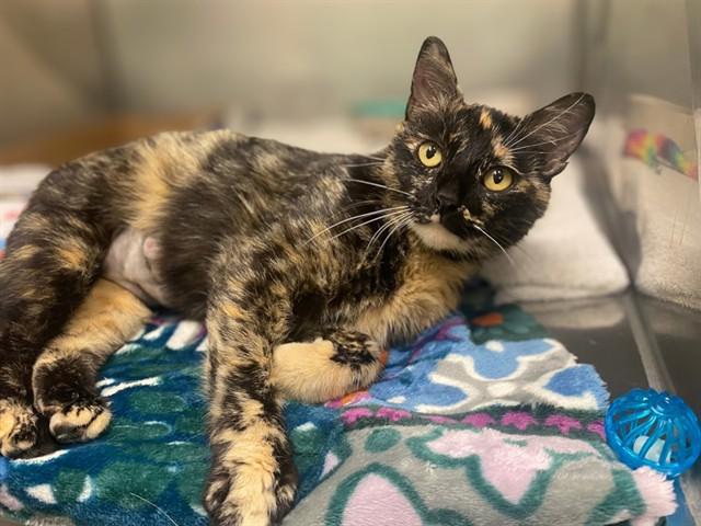 MARLOWE, Adoptable, Young Female Domestic Short Hair.