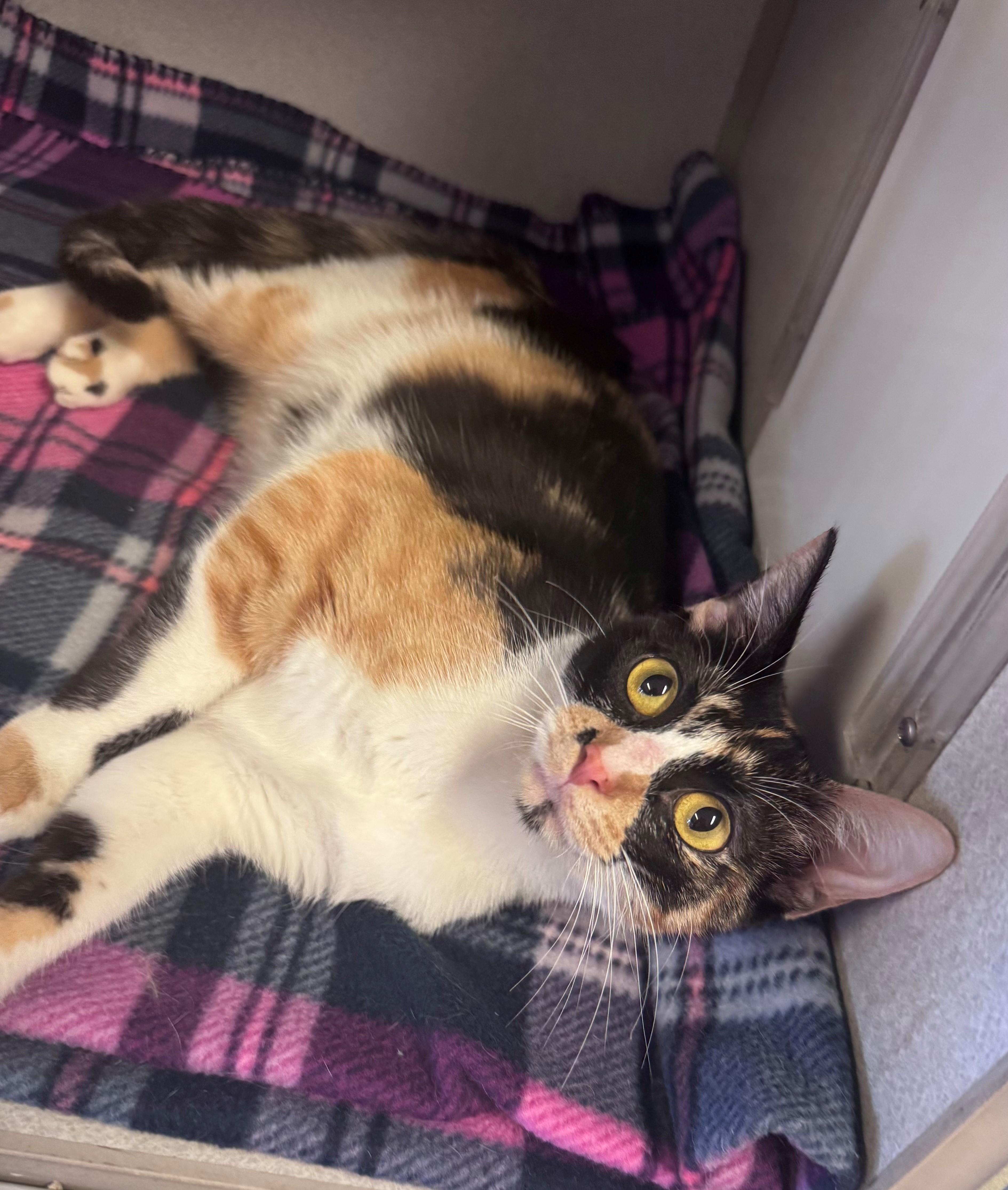 Debbie, ADOPTABLE, Adult Female Domestic Short Hair.