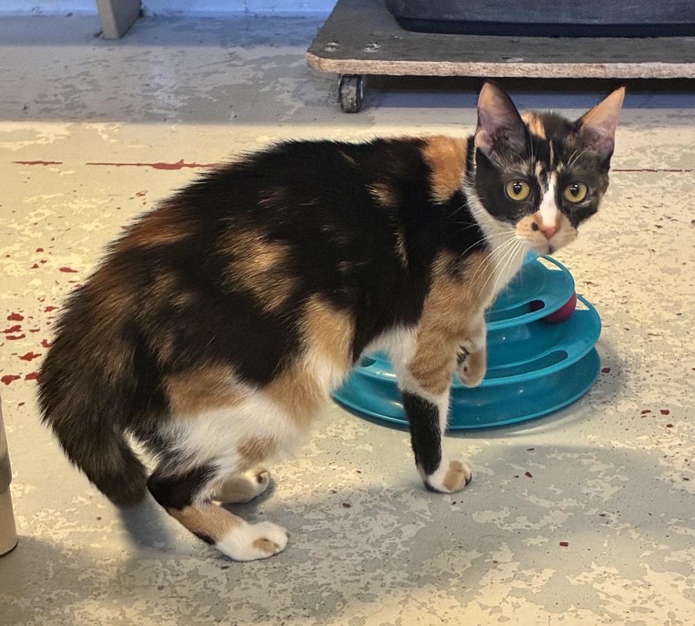 Debbie, a ADOPTABLE Domestic Short Hair in Mason City, IA image 3/3
