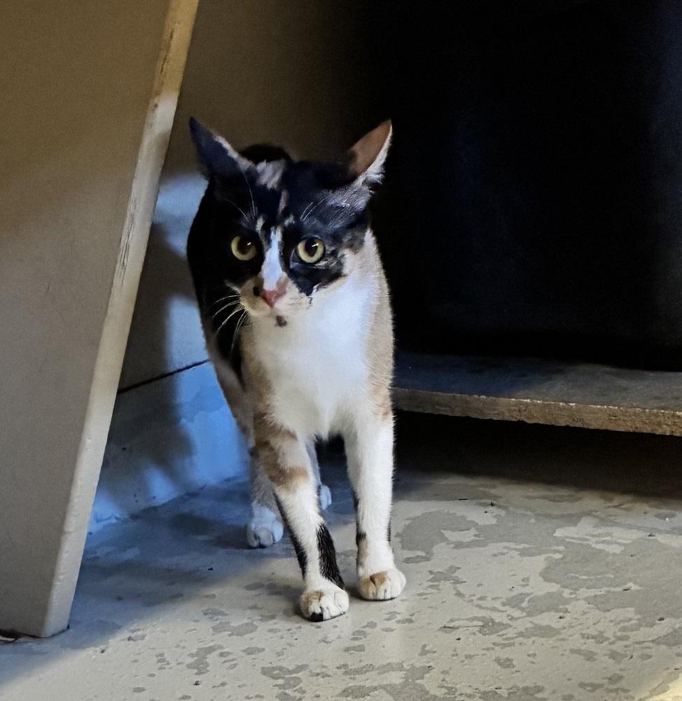 Debbie, a ADOPTABLE Domestic Short Hair in Mason City, IA image 1/3