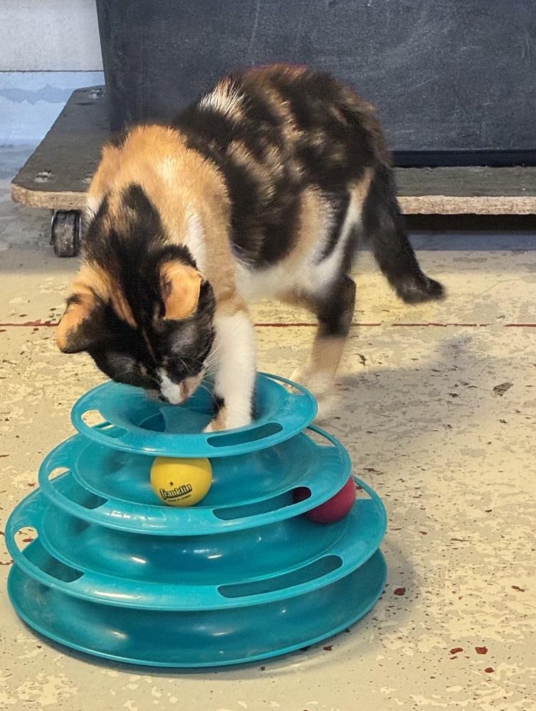 Debbie, a ADOPTABLE Domestic Short Hair in Mason City, IA image 2/3