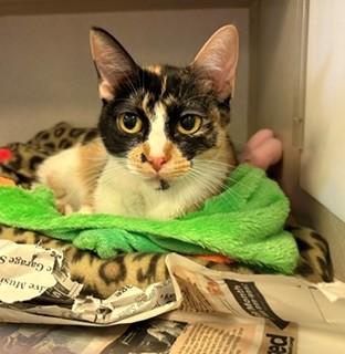 Debbie, ADOPTABLE, Adult Female Domestic Short Hair.
