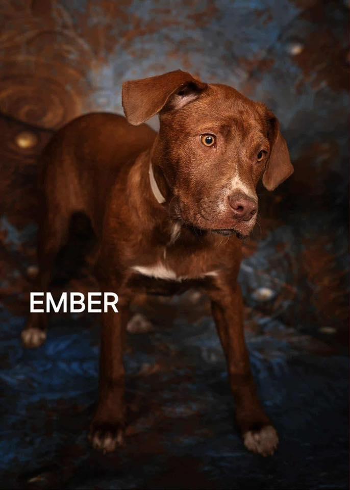 Ember, Adoptable, Young Female Labrador Retriever.