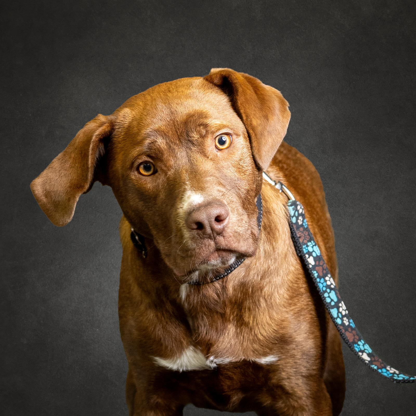 Ember, Adoptable, Young Female Labrador Retriever.