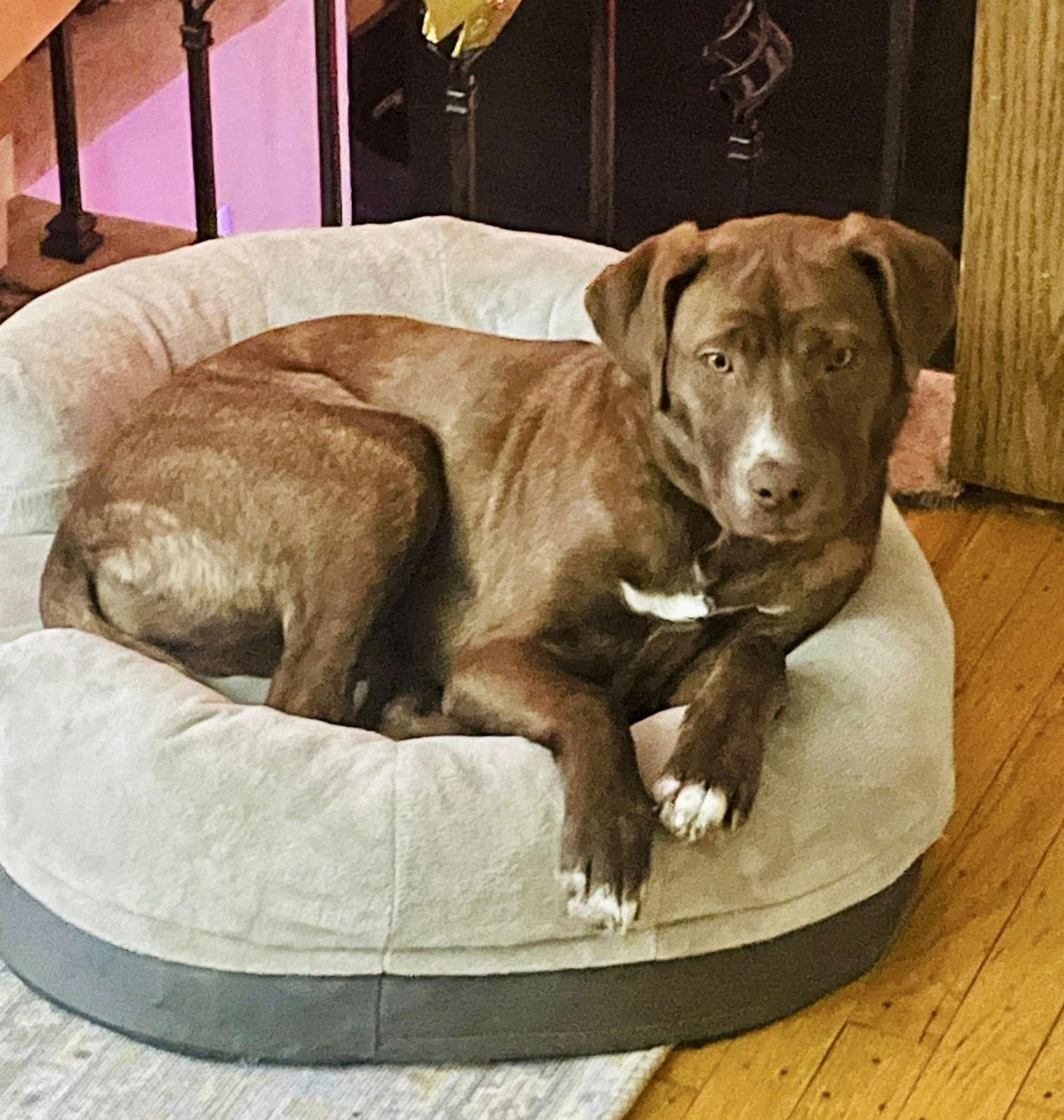Enlarge Ember, a Adoptable Labrador Retriever in Blackwood, NJ image 1/3