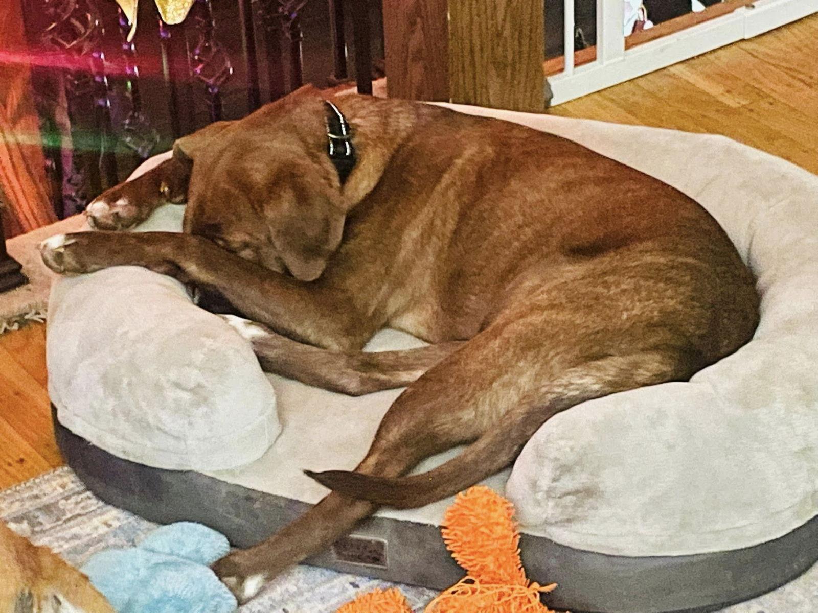 Enlarge Ember, a Adoptable Labrador Retriever in Blackwood, NJ image 2/3