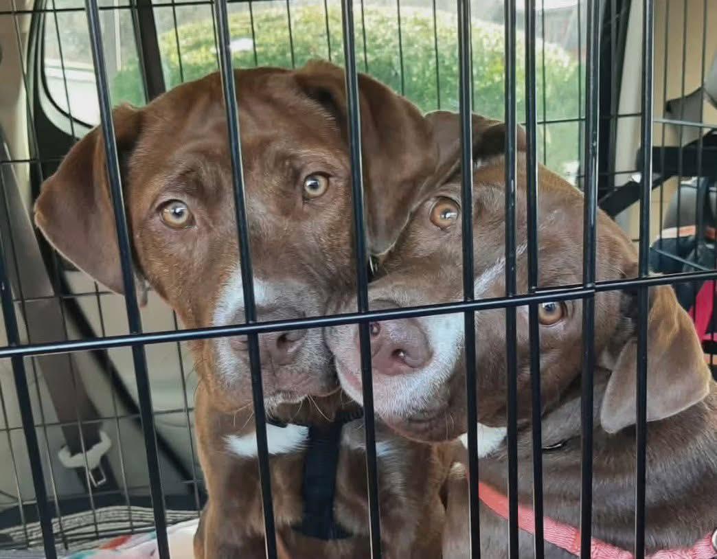 Enlarge Ember, a Adoptable Labrador Retriever in Blackwood, NJ image 2/3