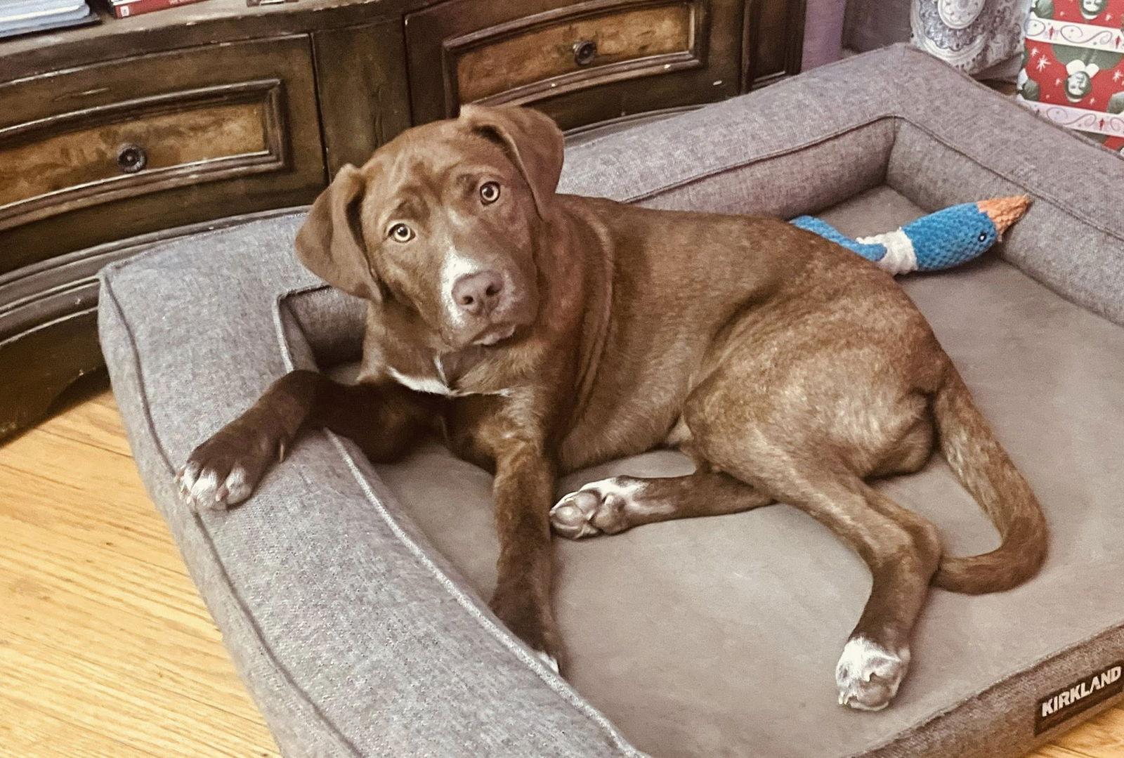 Enlarge Ember, a Adoptable Labrador Retriever in Blackwood, NJ image 3/3