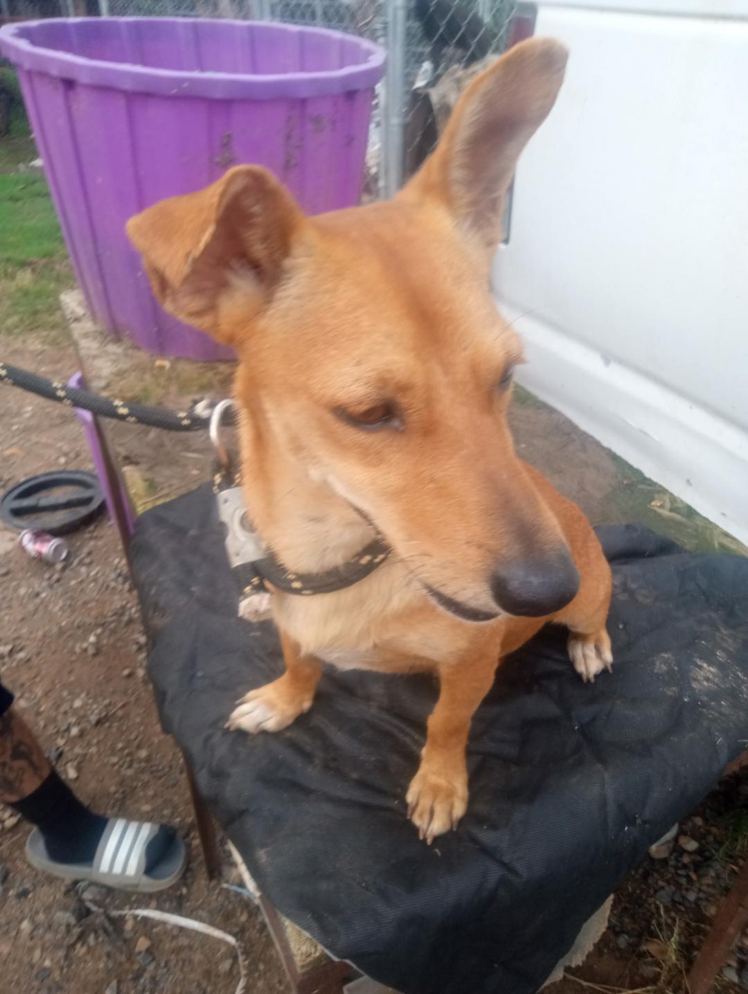 Happy, Adult Female Dachshund