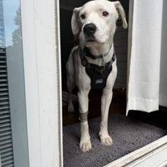 Marble, an adopted mixed breed in Yorkville, IL image 3/6