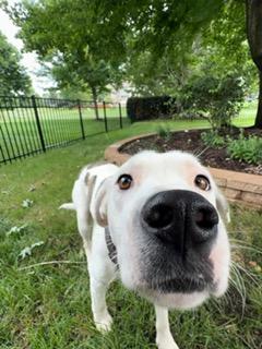 Marble, an adopted mixed breed in Yorkville, IL image 2/6
