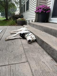 Marble, an adopted mixed breed in Yorkville, IL image 6/6