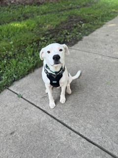 Marble, adopted, Adult Male Hound.