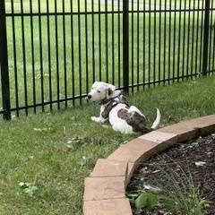 Marble, an adopted mixed breed in Yorkville, IL image 5/6
