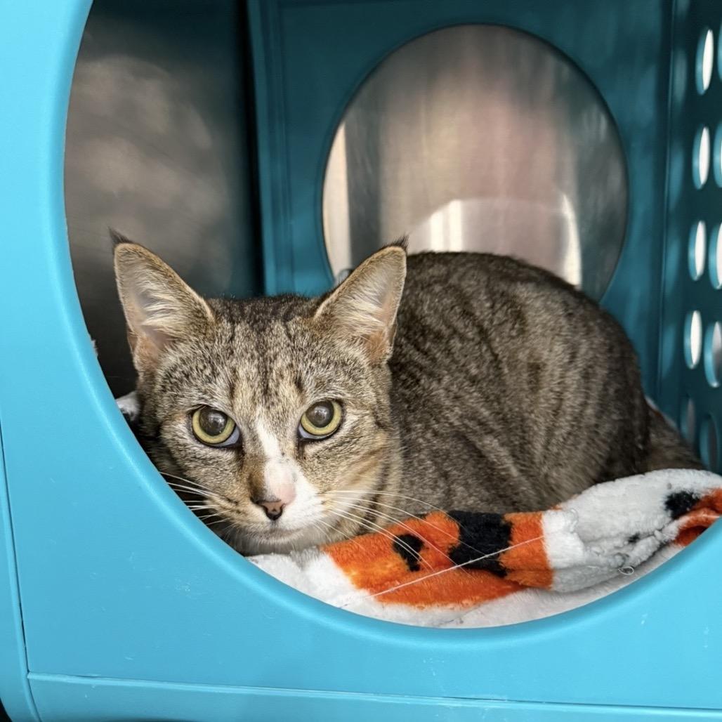 Bluto, Adoptable, Adult Male Domestic Short Hair.