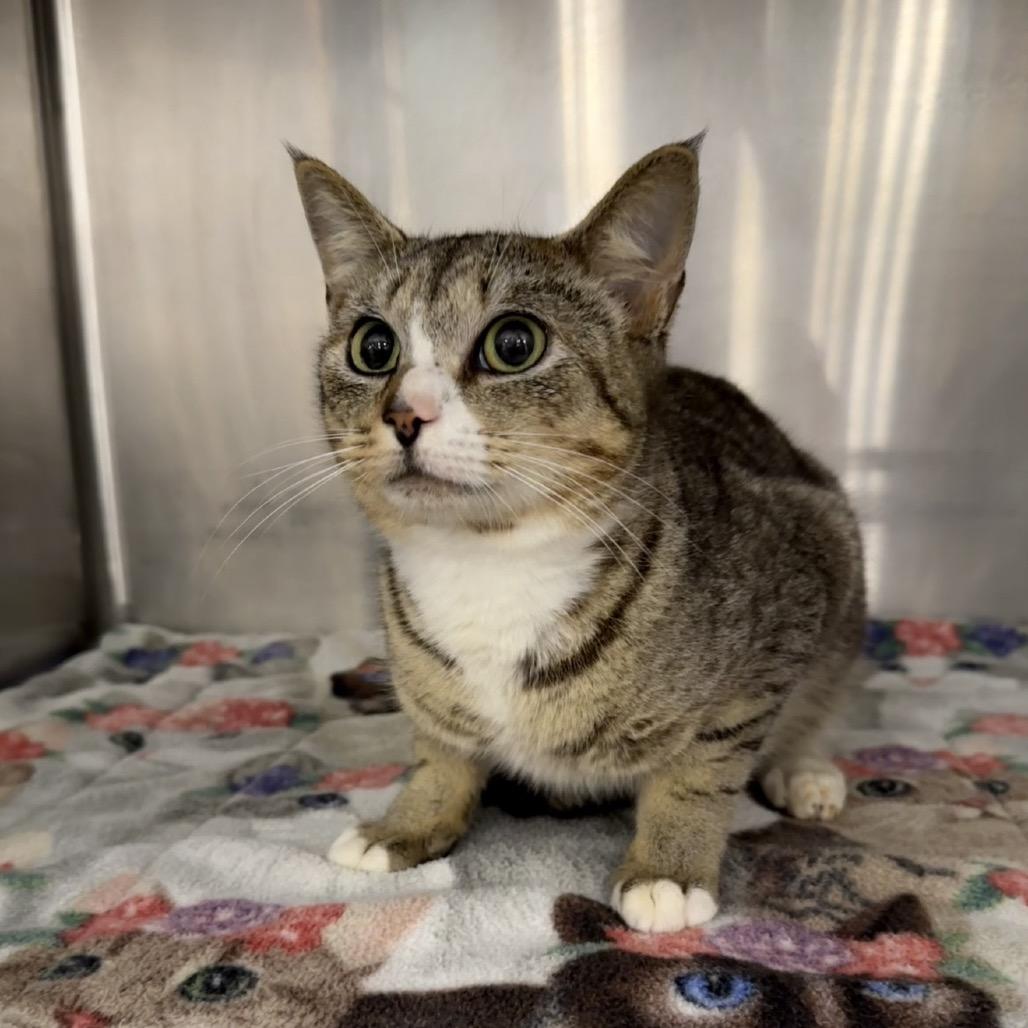 Bluto, a Adoptable Domestic Short Hair in Williston, FL image 2/5