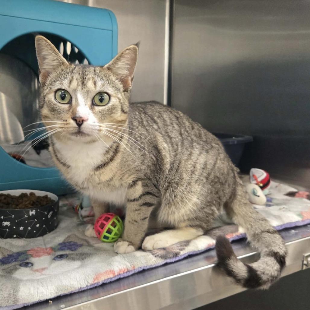 Bluto, a Adoptable Domestic Short Hair in Williston, FL image 3/5