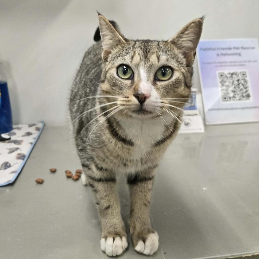 Bluto, a Adoptable Domestic Short Hair in Williston, FL image 4/5