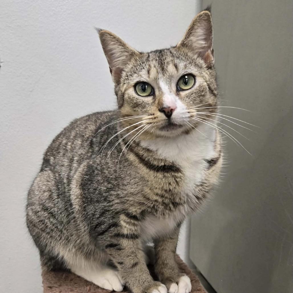 Bluto, a Adoptable Domestic Short Hair in Williston, FL image 5/5