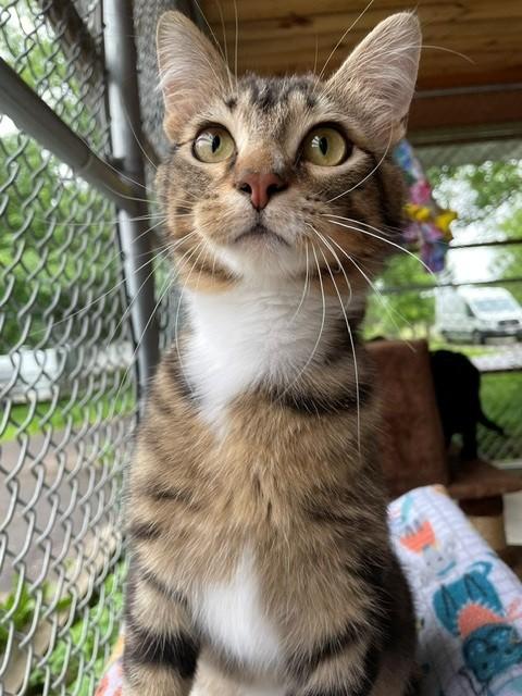 Enlarge Chex, a ADOPTABLE Domestic Short Hair in Hayward, WI image 1/1