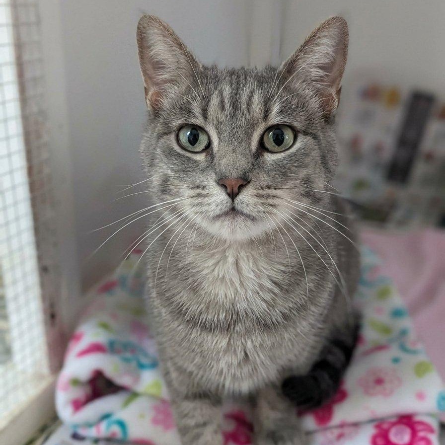 Supernova, Adoptable, Adult Female American Shorthair.