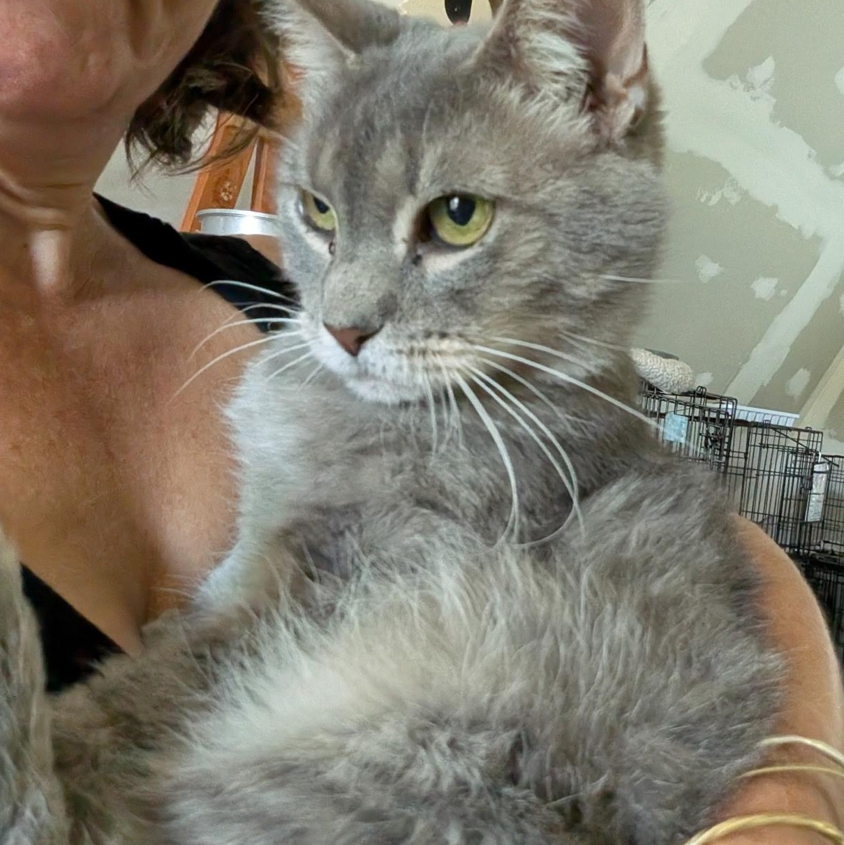Enlarge Supernova, a Adoptable American Shorthair in Montclair, NJ image 4/6