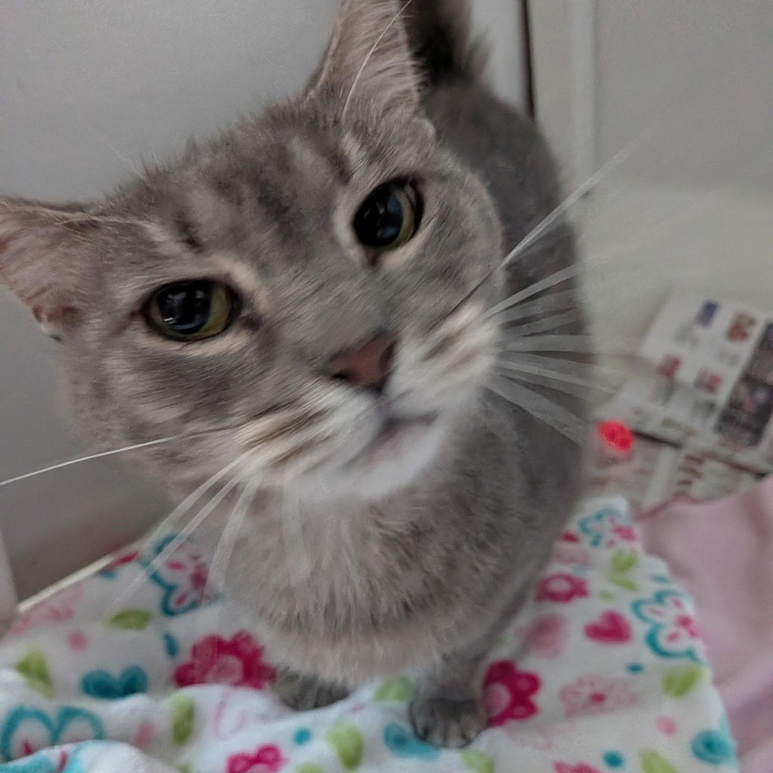 Enlarge Supernova, a Adoptable American Shorthair in Montclair, NJ image 5/6