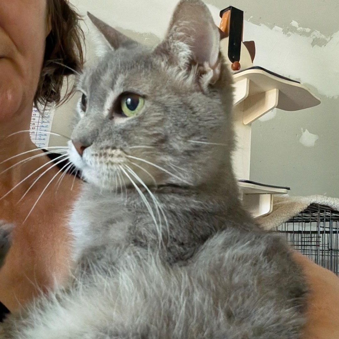 Enlarge Supernova, a Adoptable American Shorthair in Montclair, NJ image 3/6