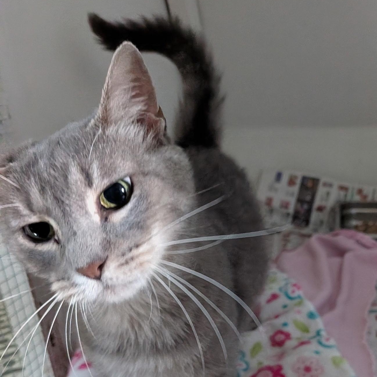Enlarge Supernova, a Adoptable American Shorthair in Montclair, NJ image 2/6
