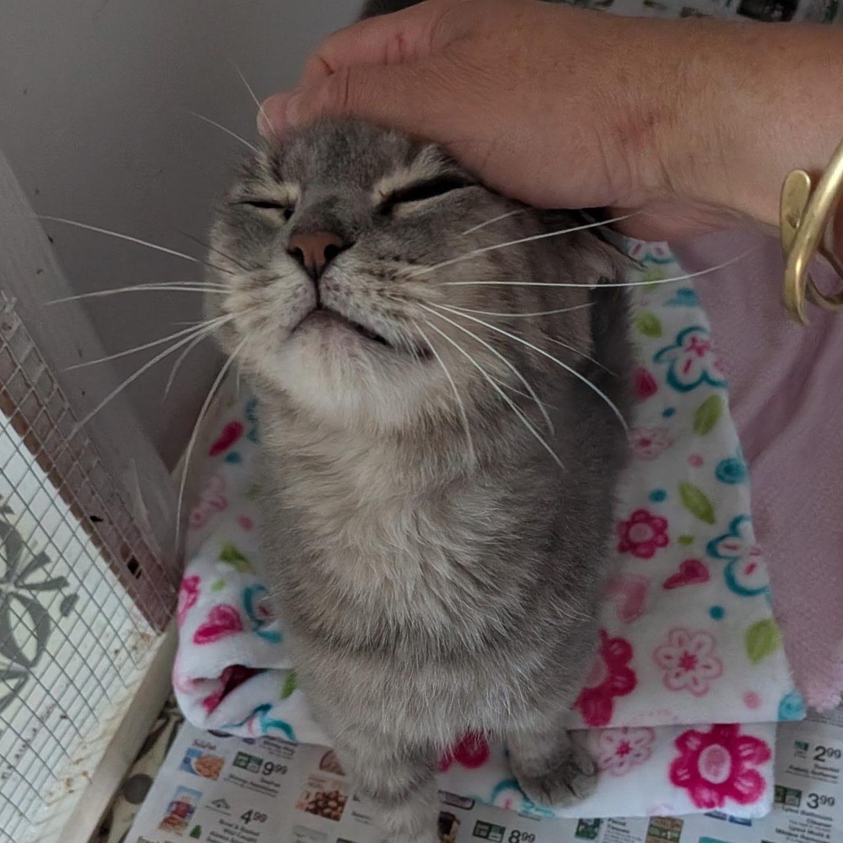 Enlarge Supernova, a Adoptable American Shorthair in Montclair, NJ image 6/6
