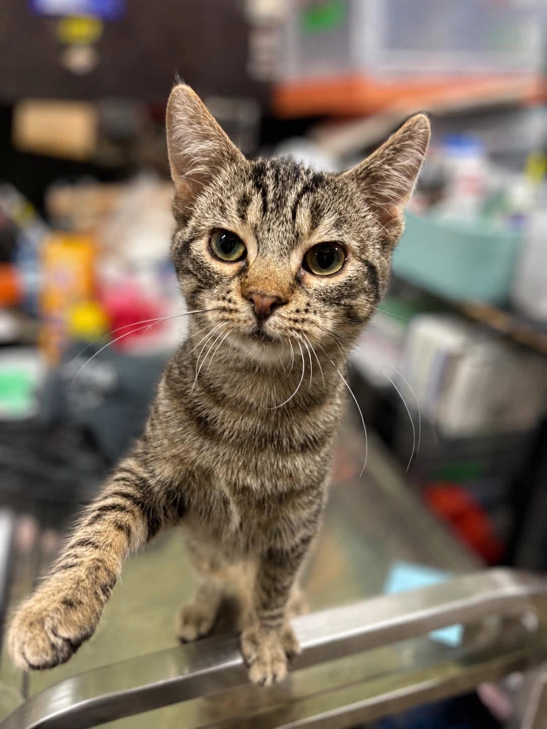 Enlarge MOUSE, an adoptable Domestic Short Hair in Tillsonburg, ON image 2/6