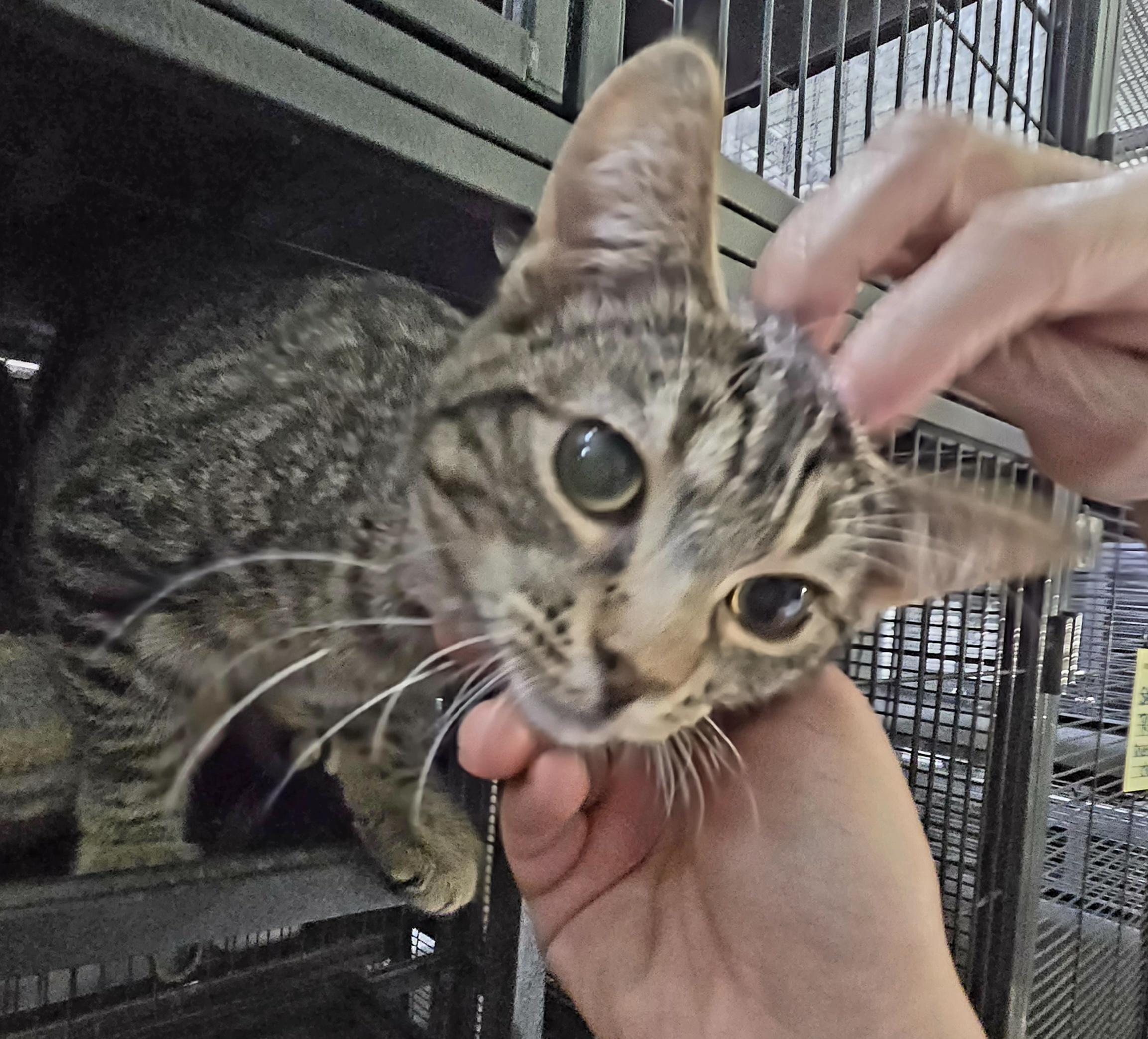 Enlarge MOUSE, an adoptable Domestic Short Hair in Tillsonburg, ON image 4/6