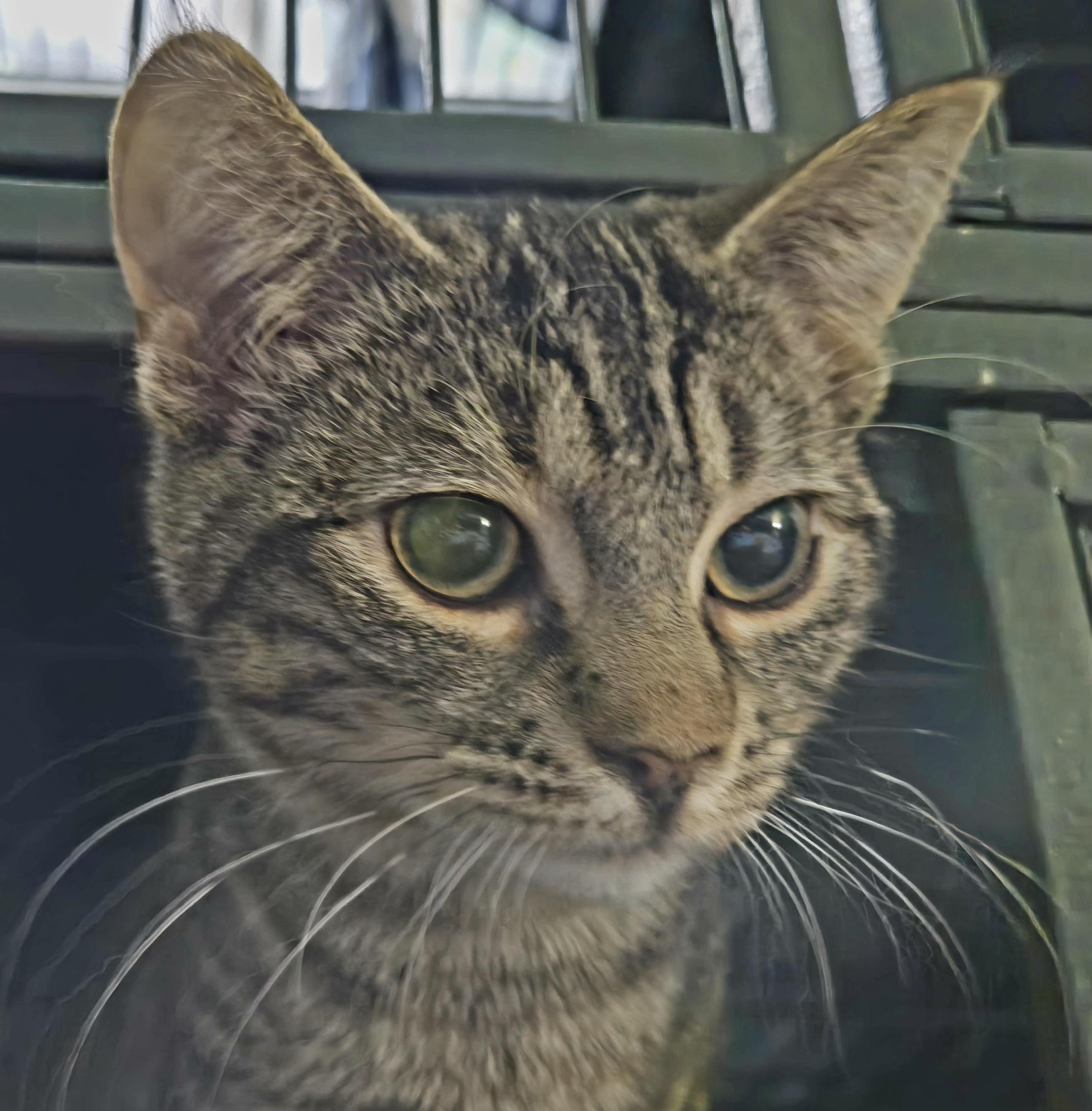 Enlarge MOUSE, an adoptable Domestic Short Hair in Tillsonburg, ON image 3/6