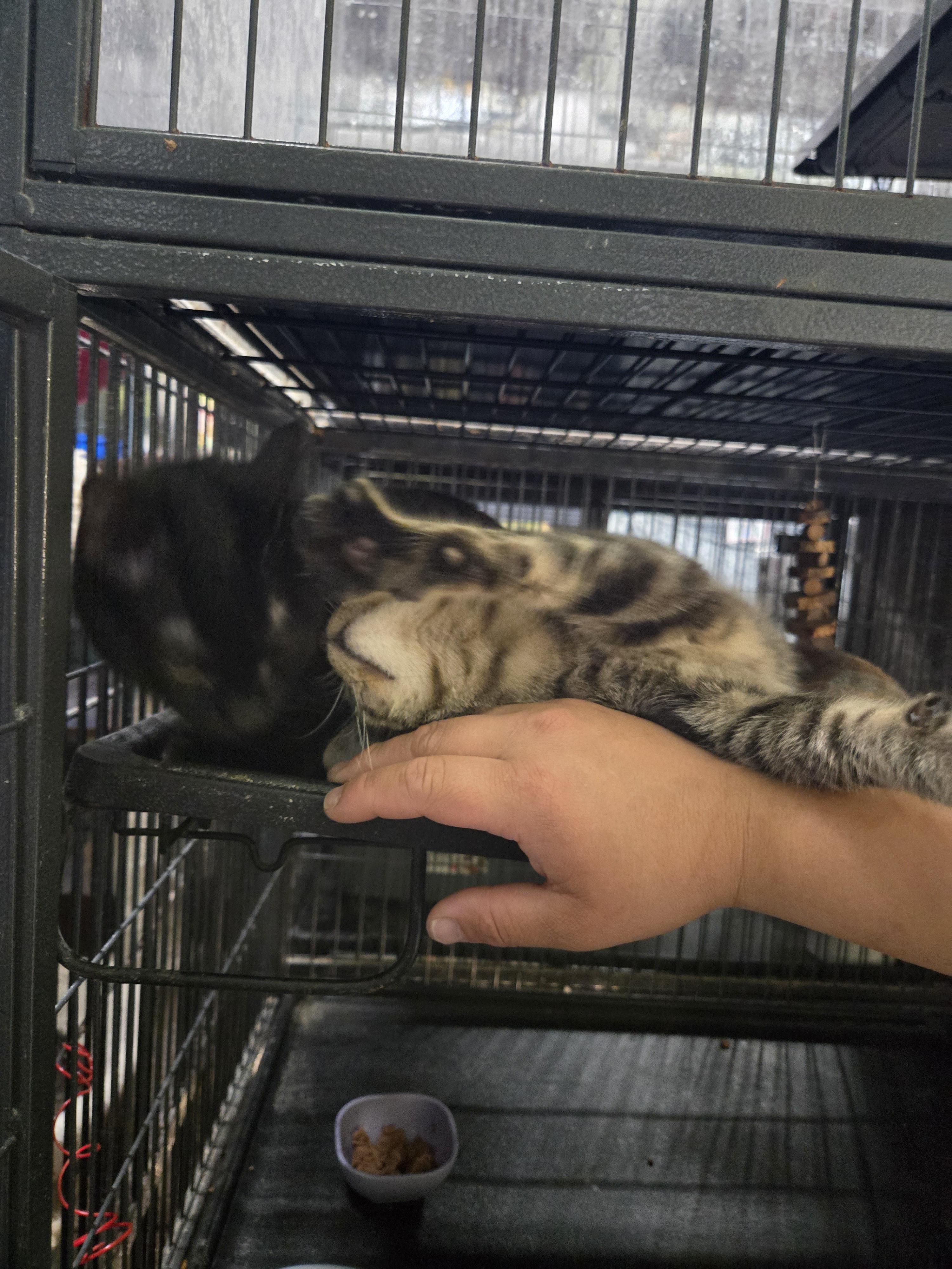 Enlarge MOUSE, an adoptable Domestic Short Hair in Tillsonburg, ON image 5/6