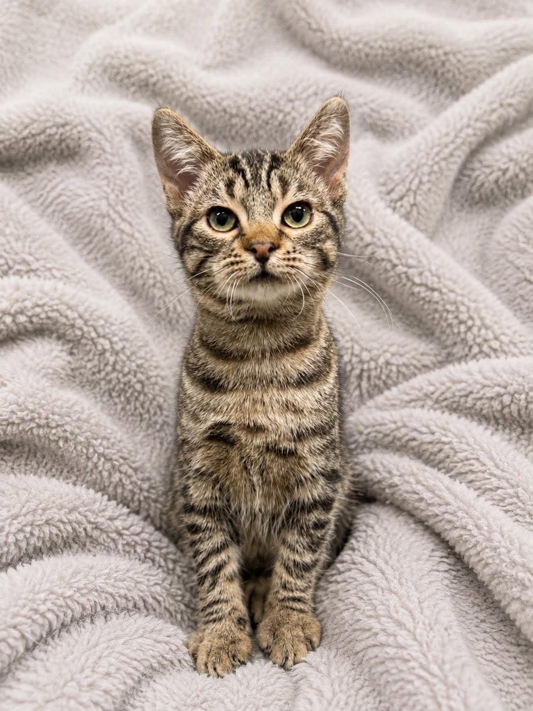 Enlarge MOUSE, an adoptable Domestic Short Hair in Tillsonburg, ON image 1/6