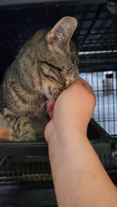 Enlarge MOUSE, an adoptable Domestic Short Hair in Tillsonburg, ON video 6/6
